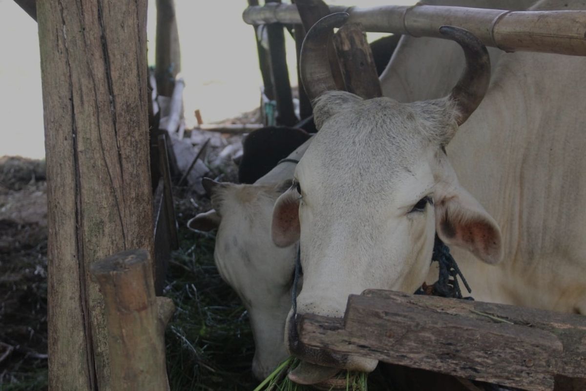 Sapi yang dijual menjelang Idul Adha di Kota Semarang Jawa Tengah. Selasa (21/6/2022)