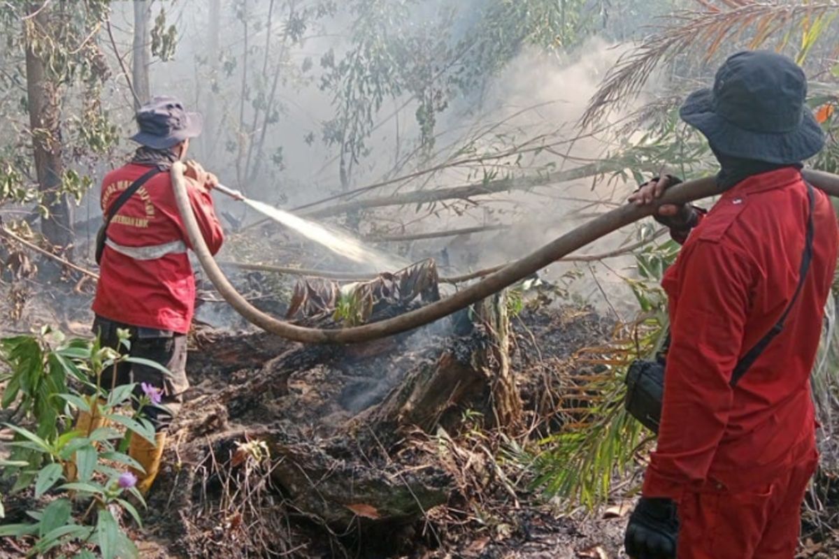 Tim Manggala Agni Dumai berjibaku memadamkan api kebakaran gambut di Kelurahan Teluk Makmur, Kecamatan Medang Kampai, Kota Dumai, Riau, Kamis (13/2/2025).