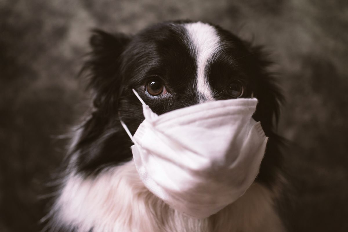 Ilustrasi anjing menggunakan masker. Virus corona baru yang terdeteksi di Malaysia melompat dari anjing ke manusia.