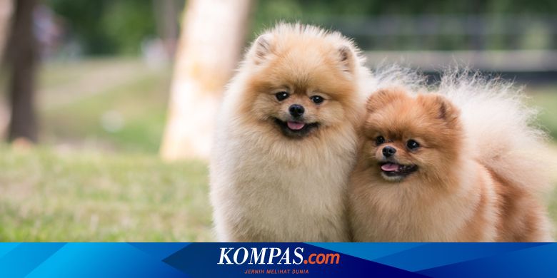 Anjing super mini pom sales