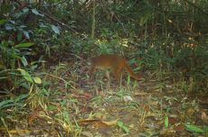 Habitat Berkurang, Kucing Merah Kalimantan Terancam Punah