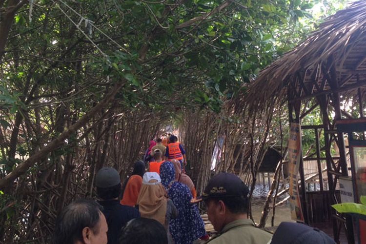 Wisata susur mangrove di Desa Kaliwingi, Kecamatan Brebes, Kabupaten Brebes, Jawa Tengah.