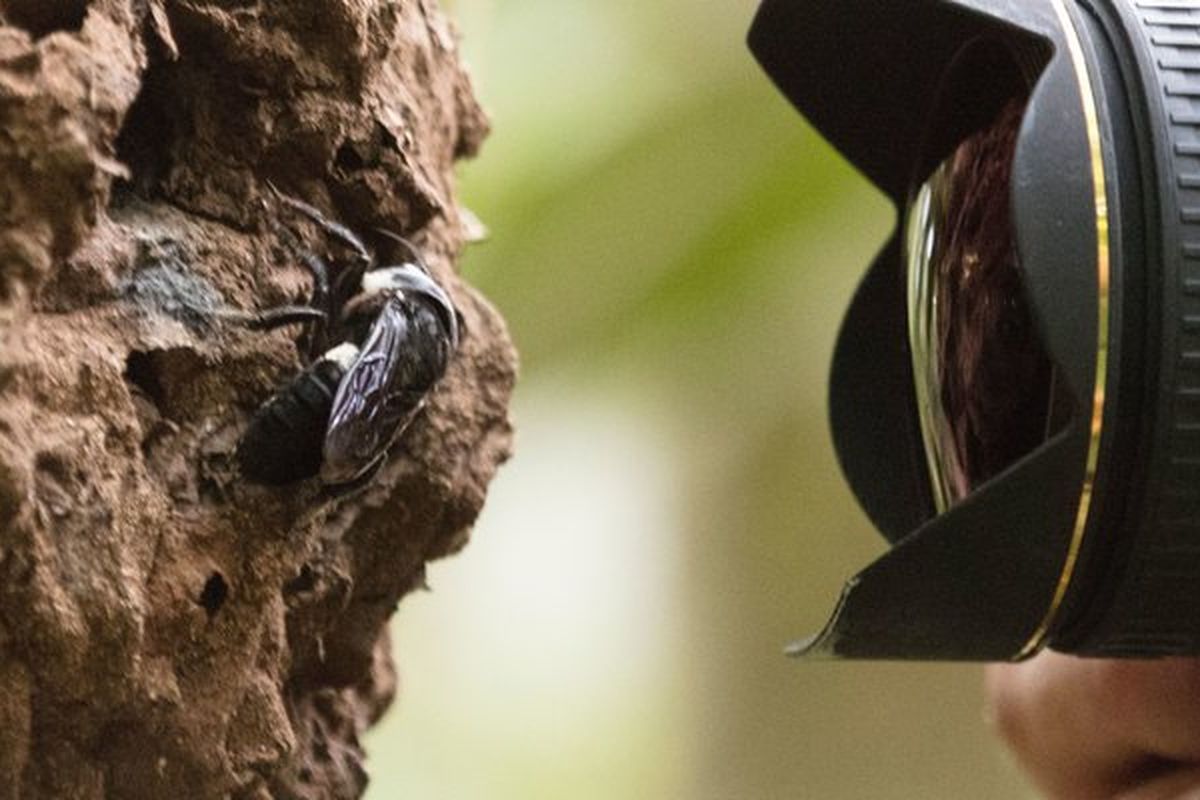 Lebah raksasa Wallace difoto oleh Clay Bolt di luar rumahnya. Spesies yang telah menghilang selama 40 tahun ini ditemukan di kepulauan Maluku.