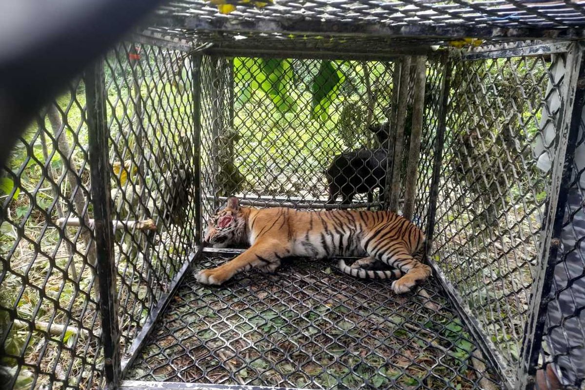 A Sumatran tiger believed to have attacked and injured farmers in Indonesia's westernmost province of Aceh was captured on Saturday, Feb. 4, after a days-long hunt.