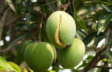 Manfaat Kesehatan Makan Mangga di Malam Hari, Apa Saja? - Kompas.com