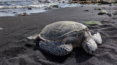 Krisis Iklim Ubah Jalur Migrasi Penyu Tempayan, Gap Rasio Jenis Kelamin Ancam Keberlanjutan Populasi
