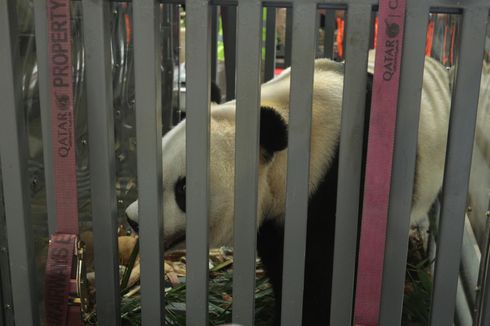 Panda Raksasa dari China Bakal Jalani Karantina, Kenapa?