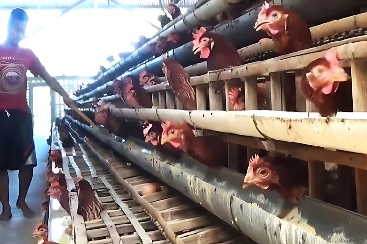 Harga Telur Tak Kunjung Membaik, Peternak Magetan Siap Berangkat ke DPR