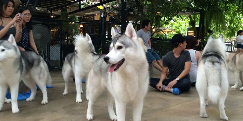 Anjing-anjing husky siberian di pet-cafe bernama TrueLove Neverland di Soi Ari Samphan, Bangkok, Thailand.