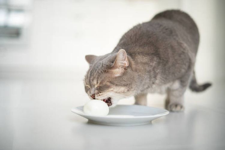 lustrasi bolehkah kucing makan telur?
