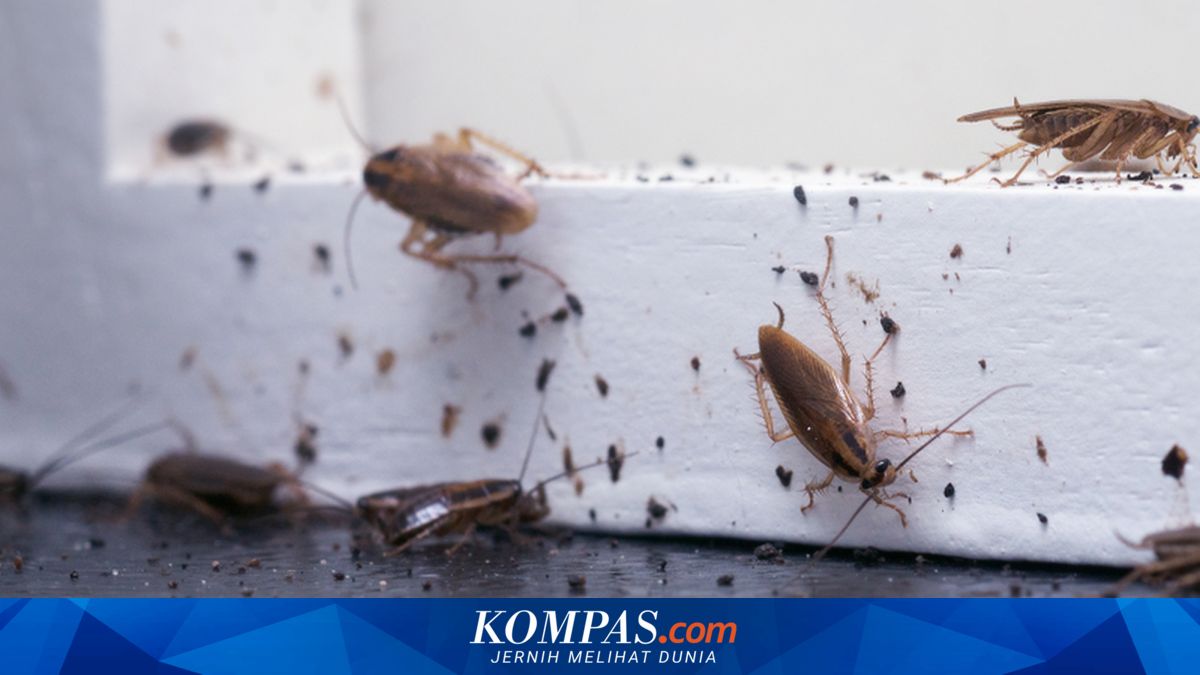 Anda Kewalahan Atasi Serangga di Rumah? Coba Cara Jitu Ini