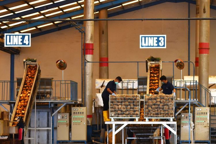 Sejumlah pekerja melakukan proses produksi serpih porang kering atau konjac chips di salah satu pabrik di Kabupaten Madiun, Jawa Timur.
