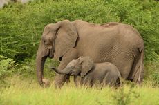 Apakah Gajah Merupakan Ibu yang Baik? Ini 8 Faktanya yang Mengharukan