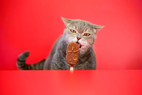 Bahaya Memberi Makan Cokelat pada Kucing Peliharaan