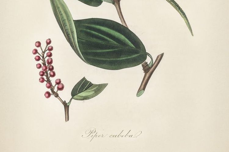 Ilustrasi piper cubeba dari botani medis, 1836. Raja Portugal pernah melarang impor kemukus dari Jawa, hanya untuk memperkuat penjualan lada hitam mereka.