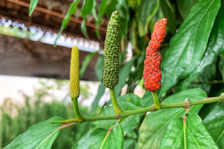 Ilustrasi cabai jawa, tanaman cabai jawa. 