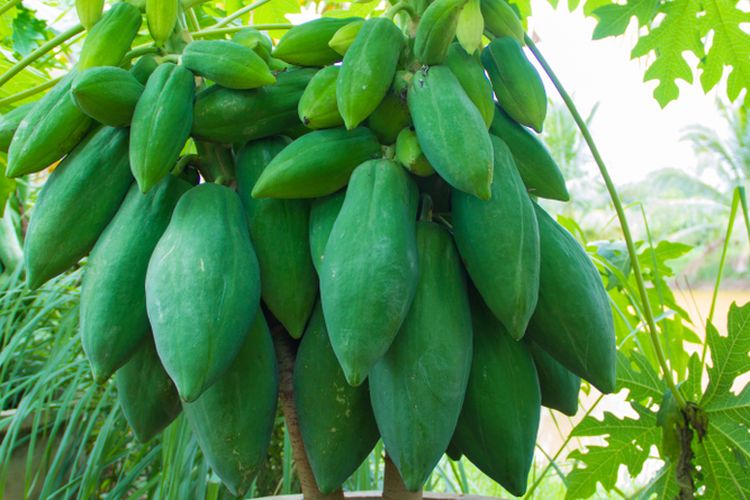 Ilustrasi menanam pepaya di pot. 