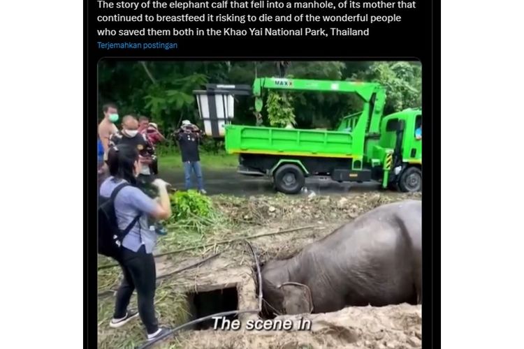 Kisah penyelamatan anak gajah yang terperosok di Thailand