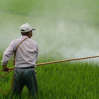 Ilustrasi petani sedang mengendalikan gulma pada tanaman padi