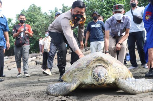 9 Penyu Hijau Sitaan Kasus Penyelundupan Dilepasliarkan