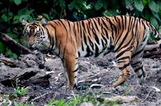 Kapan Libur Sekolah Semester Ganjil 2025/2026 Berakhir? Ini Jadwal Masuk Sekolah di Tiap Provinsi