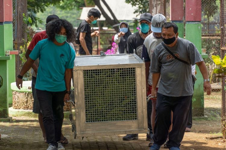 Tim gabungan Balai Konservasi Sumber Daya Alam (BKSDA) Jawa Tengah dan BKSDA Kalimantan Barat berhasil menyelamatkan dua individu orangutan Kalimantan (pongo pygmaeus) di Jawa Tengah.