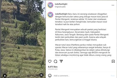 Viral, Video Diduga Macan Tutul Berkeliaran di Pantai Menganti, BKSDA Beri Penjelasan Begini