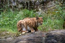 Kucing Langka Lynx Iberia Berhasil Pulih dari Kepunahan