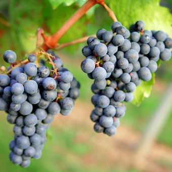 Ilustrasi tanaman anggur, menanam anggur.