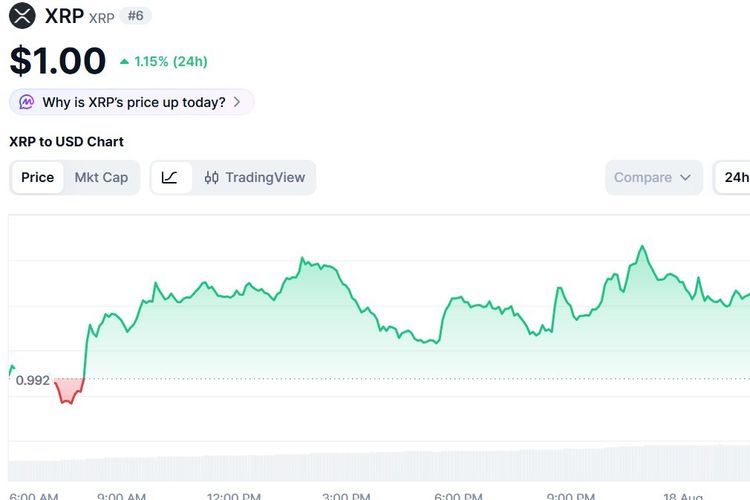 Harga XRP Hari Ini 18 Agustus 2026 Naik Ikuti Tren Positif Bitcoin