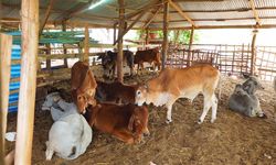 2.816 Hewan Ternak Terpapar Virus PMK di Jawa Barat