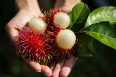 Apa Kandungan dan Manfaat Buah Rambutan? Ini Ulasannya...