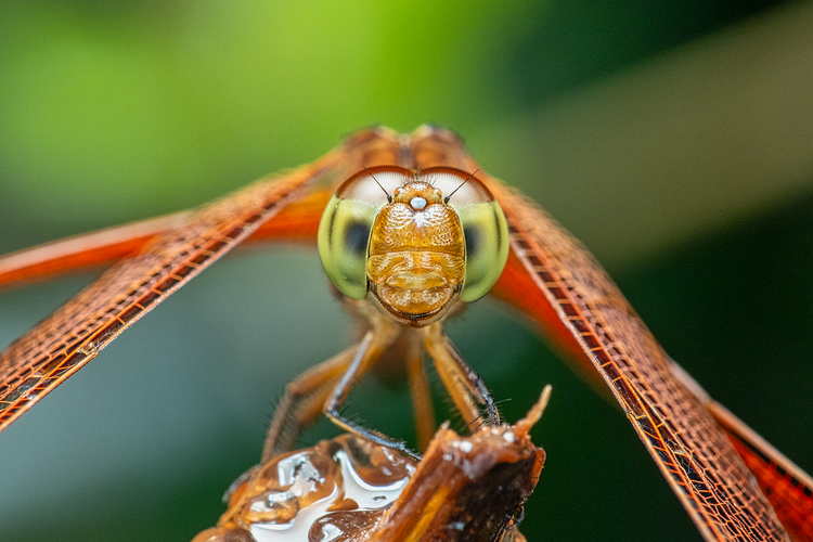 Ilustrasi capung. (pixabay.com/jonleong64)