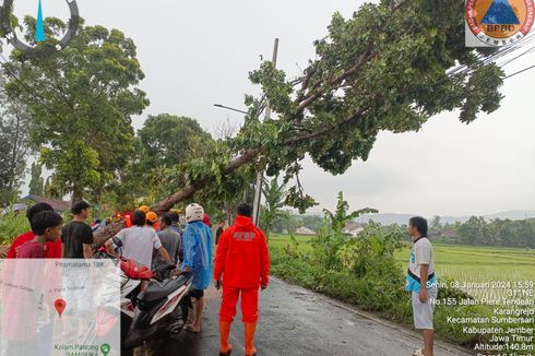 Hujan Deras Disertai Angin di Jember, Pohon Tumbang Timpa 5 Mobil