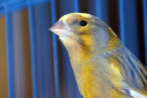 Cara Mengetahui Burung Peliharaan Sedang Bahagia atau Tidak
