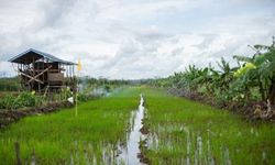 Cegah Kebakaran Hutan, Food Estate di Kalteng Disebut Kementan Jadi Role Model Nasional