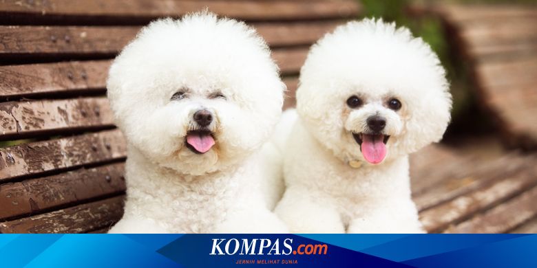 6 Ras Anjing yang Memiliki Harapan Hidup Paling Lama, Apa Saja?