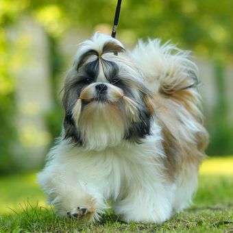 Ilustrasi anjing Shih tzu