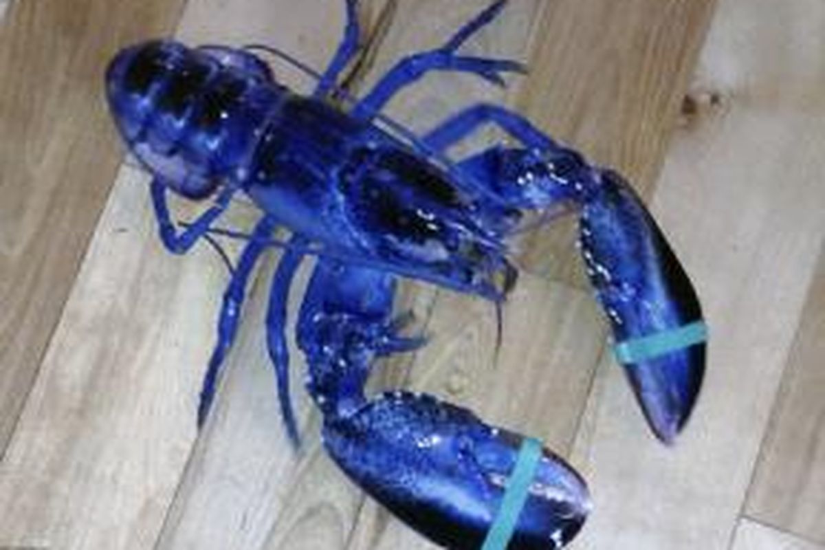 Lobster biru yang langka, hanya satu diantara 2 juta lobster. 