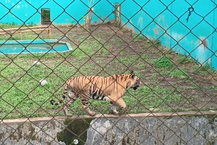 Kondisi harimau di Medan Zoo, Senin (10/1/2024)