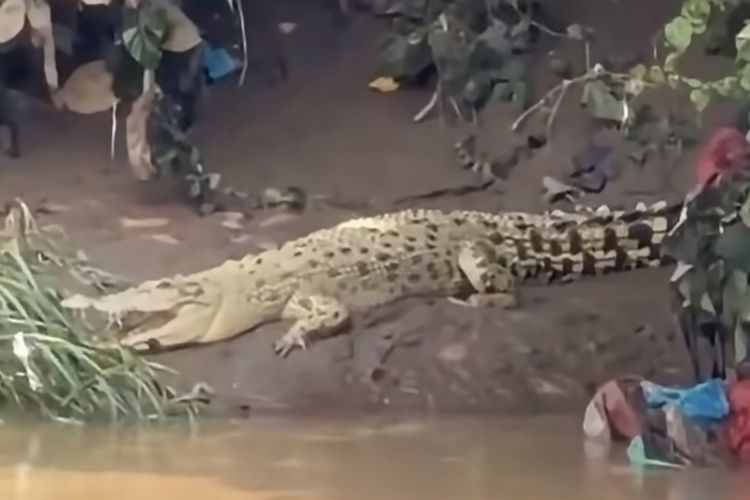 Buaya Putih di Cisadane Tangerang Menghilang Saat Dicek, Warga Diminta Waspada