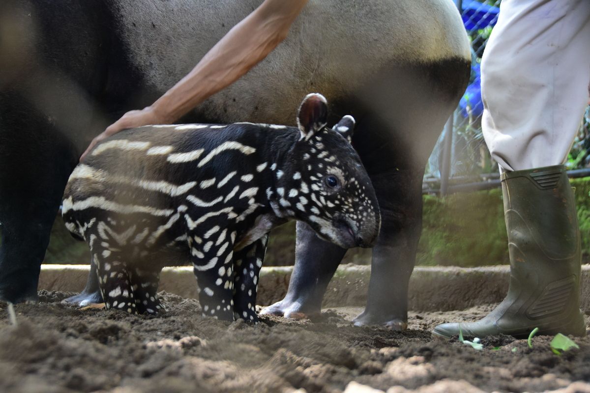 Tingkah Lucu Bayi Malayan Tapir atau Tapir Asia (Tapirus Indicus) yang pertama kali ditampilkan ke publik di Kebun Binatang Bandung, Jumat (20/5/2022)