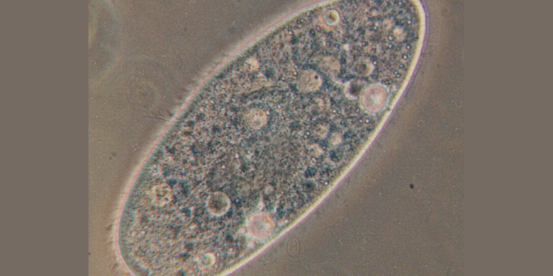 Paramecium: Definition, Characteristics, and Reproduction