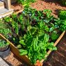 Cara Menanam Sayur di Rumah, Cocok untuk Mengisi Waktu di Akhir Pekan