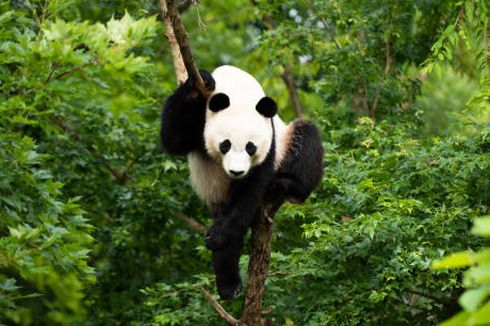 Dikira Penyendiri, Panda Lebih Sosial Dari Perkiraan Sebelumnya