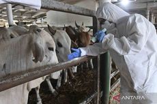 Pemkot Jakarta Timur Imbau Penjual Hewan Kurban Semprotkan Disinfektan pada Calon Pembeli