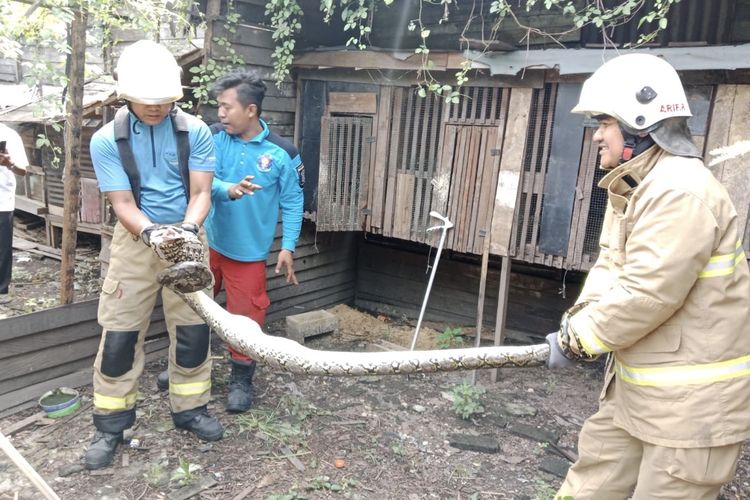 Damkar Surabaya Tangani 77 Kejadian Selama Libur Lebaran, Mayoritas Evakuasi Hewan
