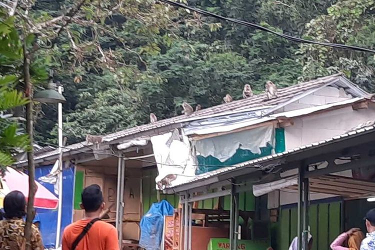 Foto-foto gerombolan monyet satwa liar endemik Gunung Galunggung, Kabupaten Tasikmalaya, menyerang dan membongkar tiap warung tutup selama penutupan wisata akibat penerapan PPKM di Kabupaten Tasikmalaya, Senin (9/8/2021).