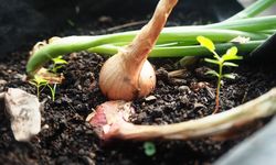 Gejala dan Cara Mengatasi Penyakit Embun Bulu Bawang Merah