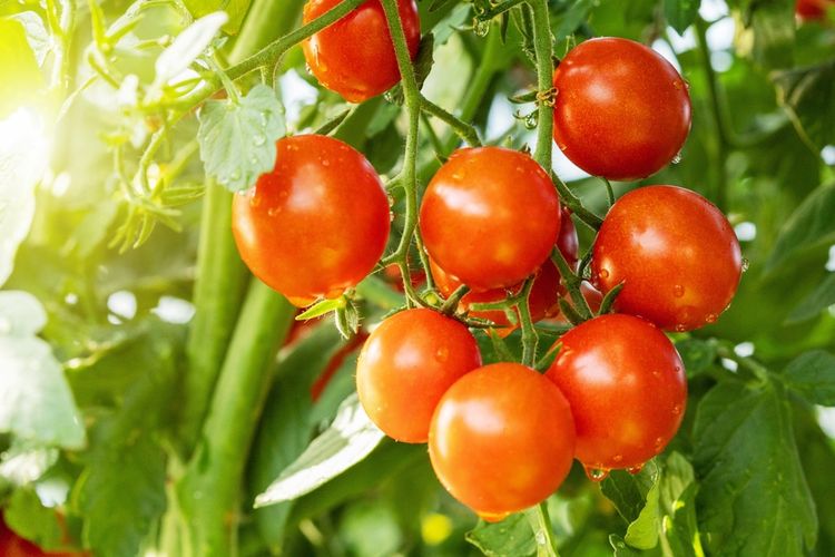 Ilustrasi tanaman tomat, menanam tomat.